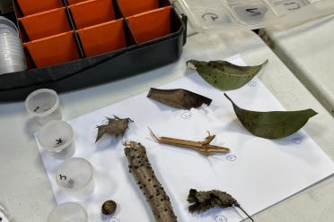 Some of the samples collected by the group displayed on a table top, including leaves and stick debris