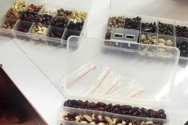Collections of beans in sample trays individual categorised and organised 
