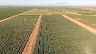 Drone shot at the CIMMYT wheat fields in Sonora, Mexico. Photo credit: CIMMYT