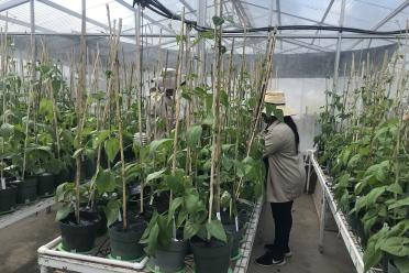 In the glasshouses at CIAT full of bean plants in pots standing on tables, growing up canes