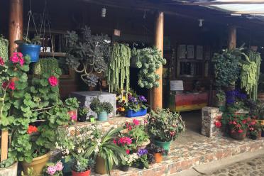 Back of a house overflowing with tropical flowering plants, in pots on the floor, veranda and hanging up.