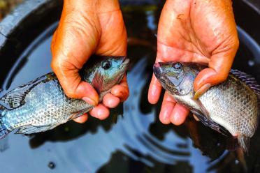 The Oreochromis mossambicus - one of the tilapia species used in the genomic study