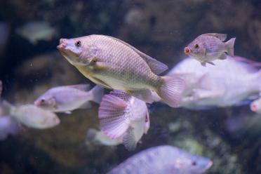 The blue Tilapia (Oreochromis aureus), in the Cichlid family, native to Northern and Western Africa.