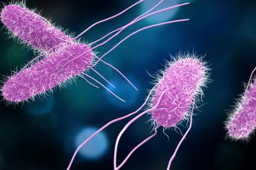 Digital illustration of salmonella bacteria, salmonella in shades of pink on a dark blue background