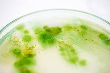 A close up photo of blue green algae colony growing in a culture