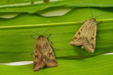 Cotton bollworm moth 