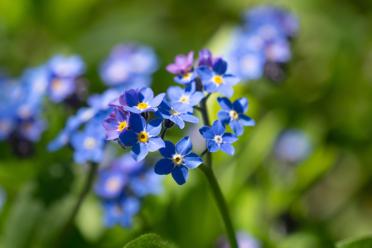 Close up of a blue forget-me-not flower