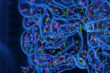 Digital graphic of human intestinal gut with bacteria and microbes inside