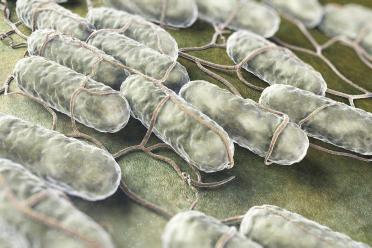 Digital graphic of rod-shaped bacteria on a surface