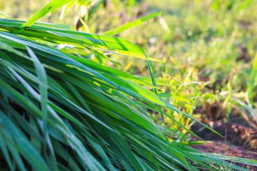 Panicum maximum grass