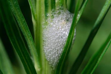 A Spittlebug Mass Or Nest