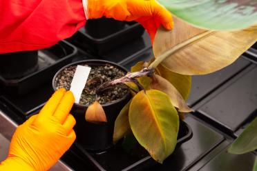 PhD Researcher Carolina Olave-Achury working with infected banana plants in the labs at EI