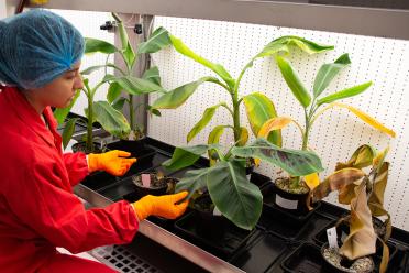 PhD Researcher Carolina Olave-Achury working with infected banana plants in the labs at EI