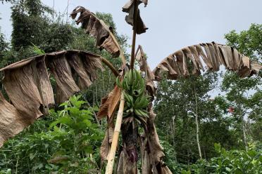 Banana plant with wilted brown leaves from the Panama disease