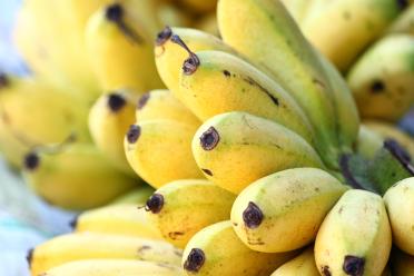 The Gros Michel banana that was wiped out by an earlier disease