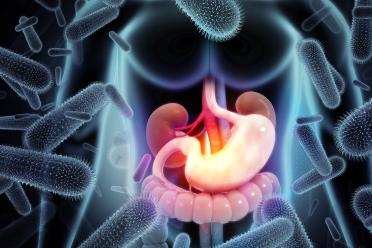 Digital x-ray illustration demonstrating the internal organs of the stomach and intestine