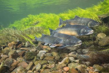 Three Arctic Char swimming underwater