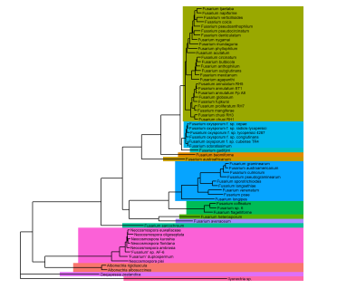 The tree now with colours highlighting the different clades