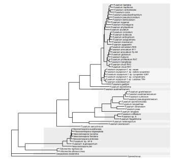 The tree now with more muted grey tones distinguishing between clades