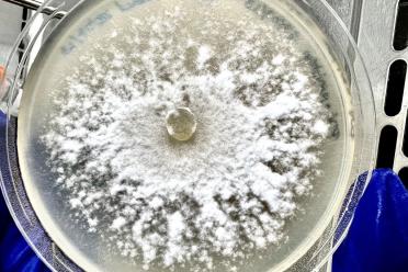 Take all (Gaeumannomyces v.tritici) on potato dextrose agar (PDA)