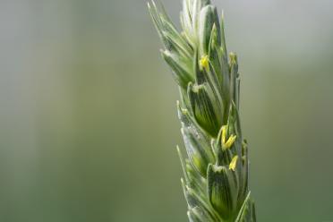 Wheat head spike with anthers