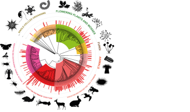 Taxonomic tree of the organisms analysed so far by DToL. 