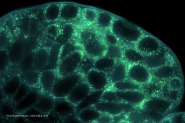 ©EarlhamInstitute - Close up cellular fluorescence of wheat spikelet taken using the Vizgen MERSCOPE