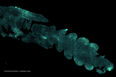 ©EarlhamInstitute - Wheat spikelet cellular fluorescence taken using the Vizgen MERSCOPE