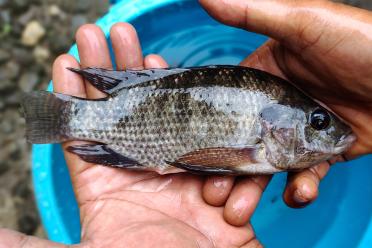 A farmer holds a freshly caught Nile Tilapia