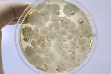 Bacillus subtilis growth culture