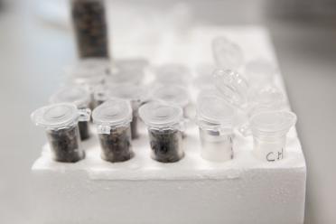 Close up photograph of eppendorf tubes filled with wildflower seeds in a polystyrene holder