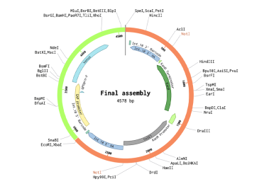 A visualisation of the final transformation plasmid