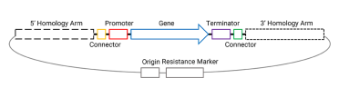 Diagram showing the plasmid assembly discussed in the text above. Including the homology arm, connector, promoter, gene, terminator, connector, and final homology arm.