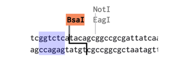 Diagram demonstrating the Bsal site, highlighting two sections of sequence.