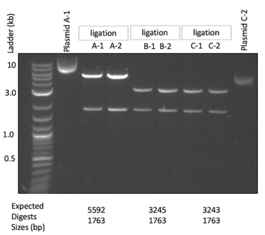 Sequence gel demonstrating what was discussed in the above section