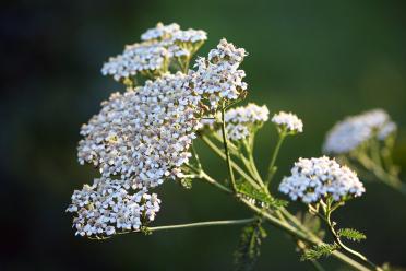 Macro photograph of Achillea millefolium, known commonly as yarrow, a flat flowerhead with tiny white flowers