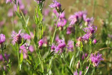 Macro photograph of Common Knapweed (Centaurea nigra), a light purple thistle-like flower