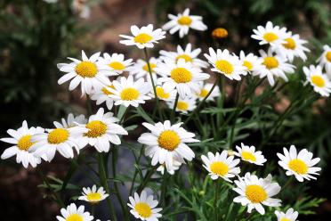 Macro photograph of Ox-eye daisy (Leucanthemun vulgare), small white petals with a bright yellow centre