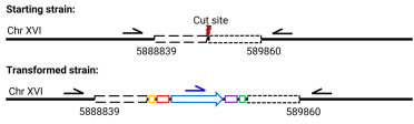 A diagram demonstrating the starting strain and transformed strain as explained above.