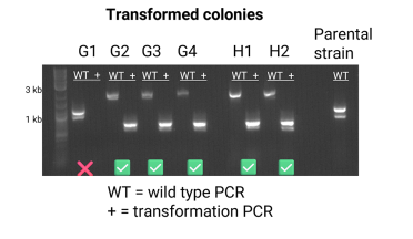 Example PCR with successful and unsuccessful transformations
