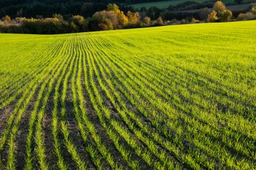 A field of bright green young cereal crops photographed at a low angle at sunset