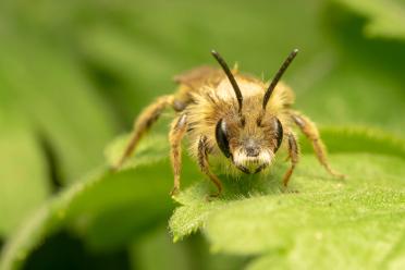 Red Mason Bee