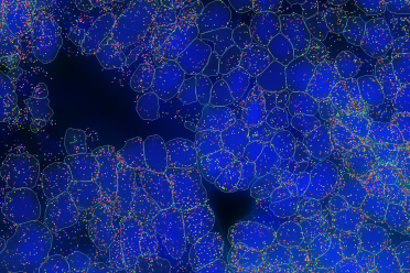 Spatial image of plant tissue