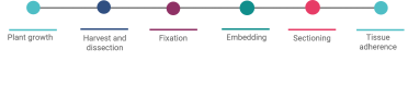 Illustration of the protocol in the lab, from organism growth, to harvest and dissection, fixation, embedding, sectioning and finally tissue adherence.