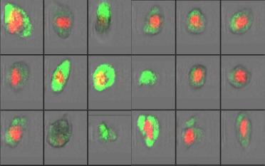 Megakaryocytes visualised from a cell sorter