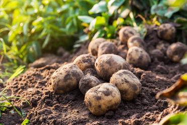 Freshly cropped potatoes sitting on a patch of soil