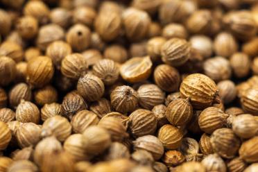 Macro photograph of dried coriander seeds