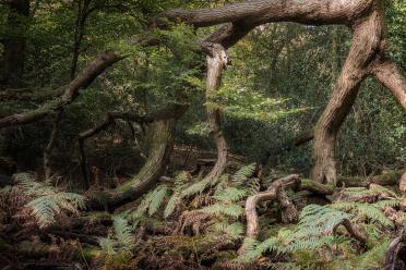 An ancient woodland, showing an old gnarly tree with brachen and ferns underneath