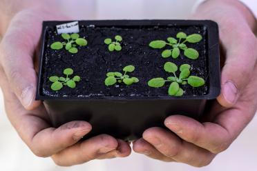 Person holds a tray of arabidopsis seeds in their hands