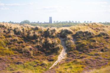 Sand Dunes in North Norfolk, showing important plant growth including grasses and heathers